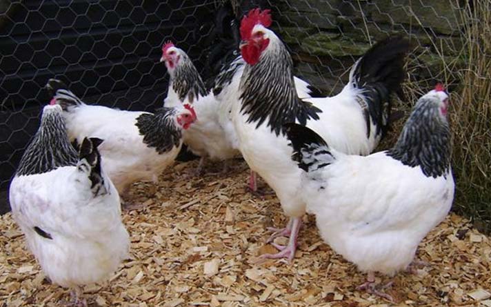بهترین مرغ تخمگذار جهان - سپید طیور
